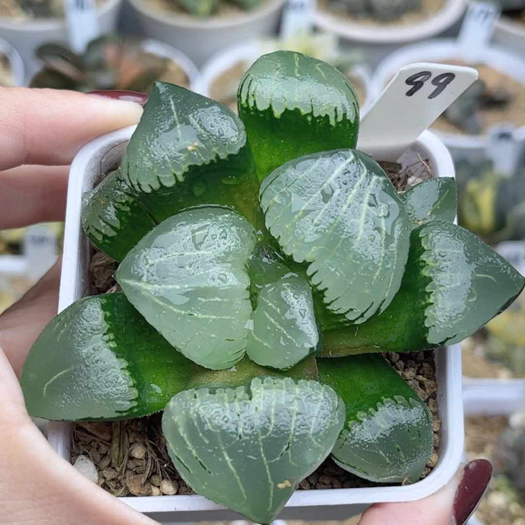 99新糯阿福利专场