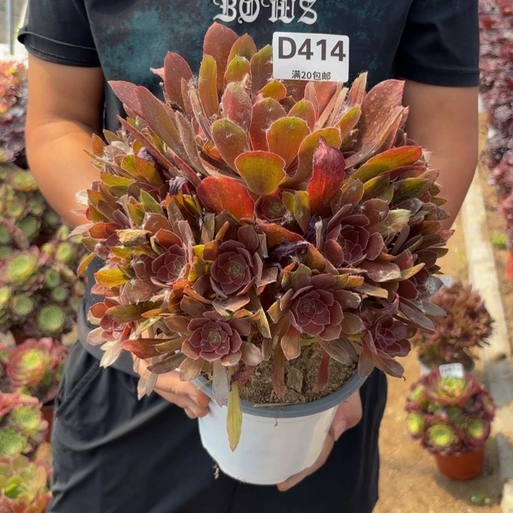 瑞妈多肉植物414