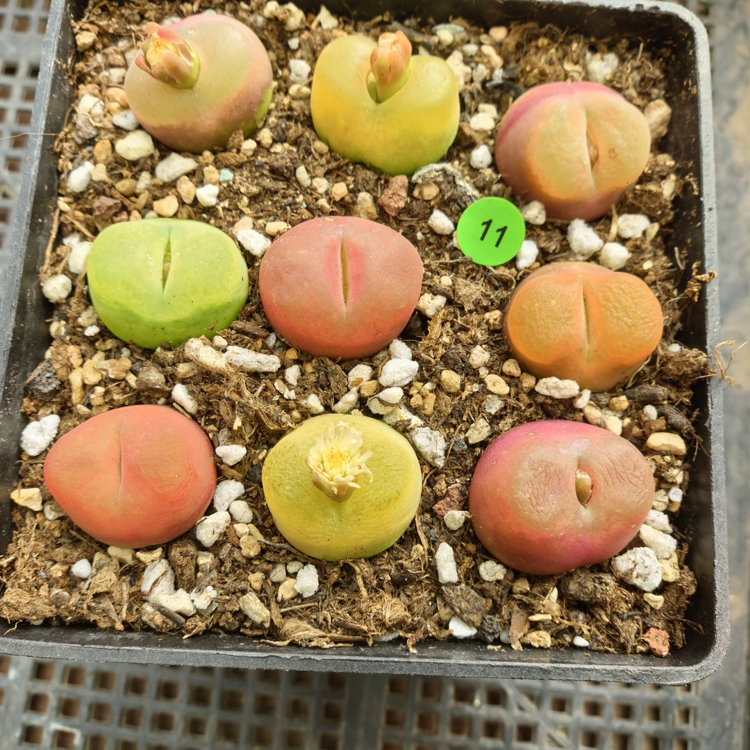 漂亮2.1-2.3CM脱土多肉11