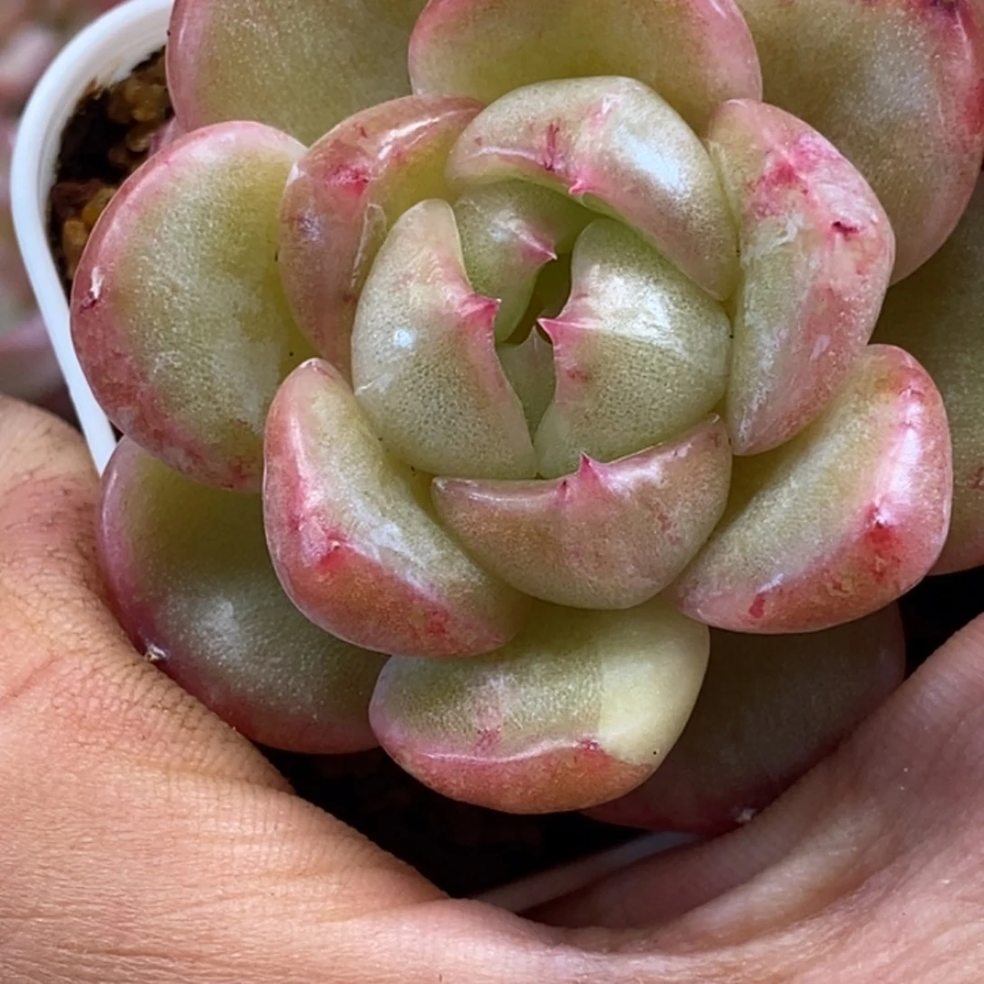 天官赐福百无禁忌