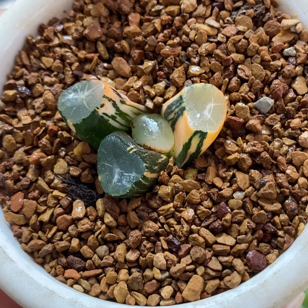 750山之翠万象锦一物一图