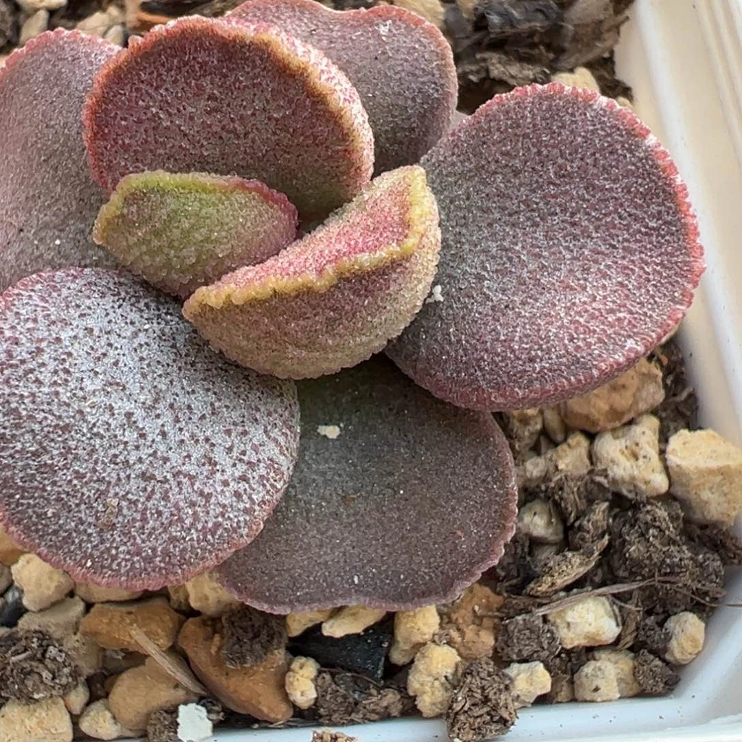 实生新品多肉植物水泡