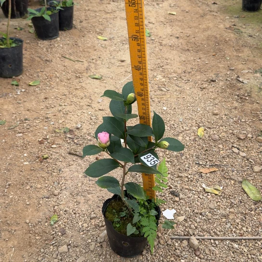 少量花朵（建议范围：2朵-5朵 或40%以下）935楼兰花