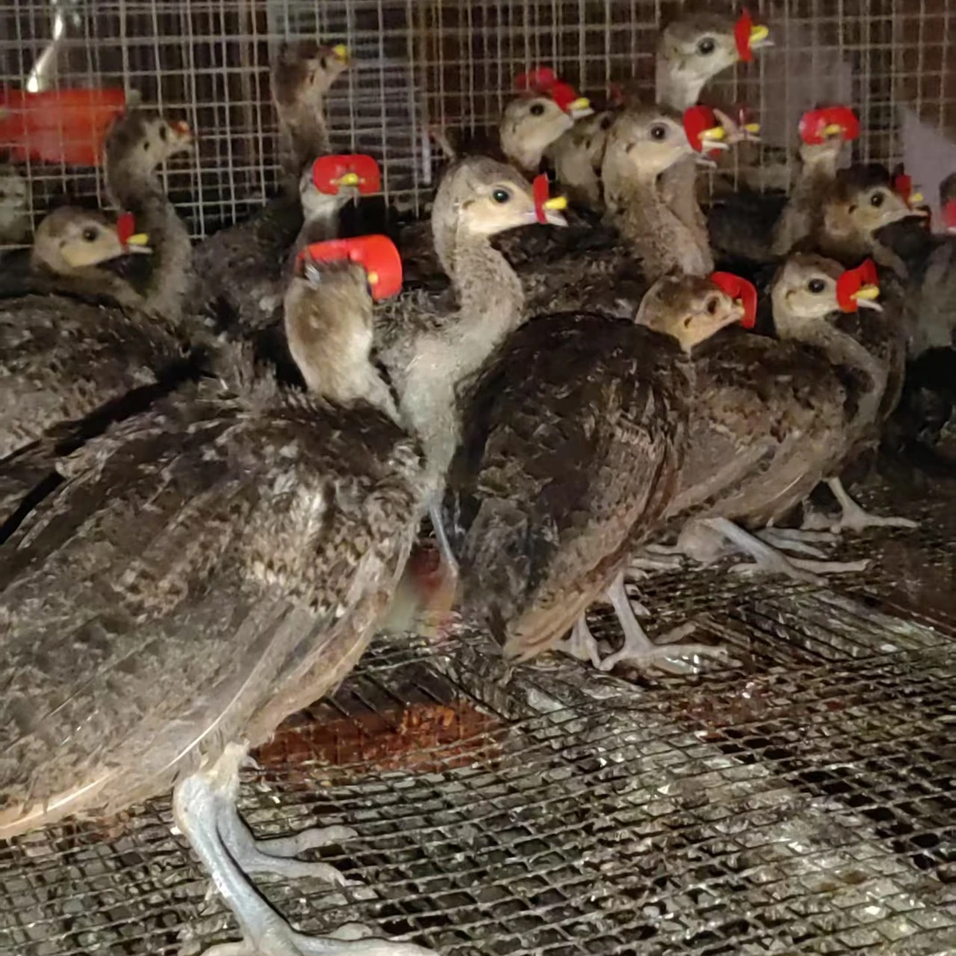 脱温观赏宠物蓝苗（京东顺丰包邮）