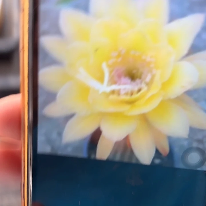 金妞皇冠 侧芽 0000