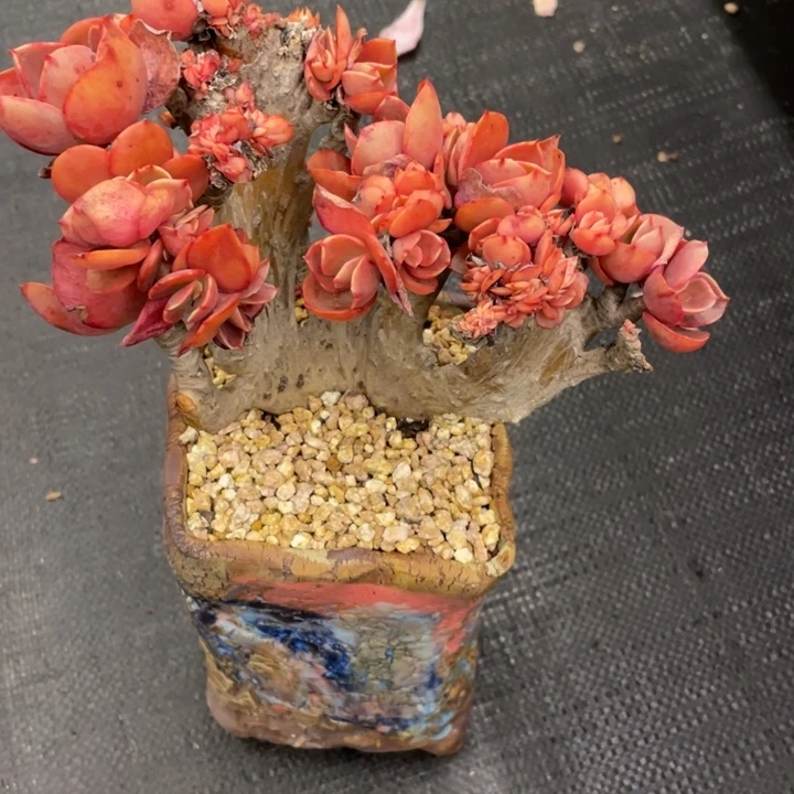 ✨****✨弥鹿之森一物一图