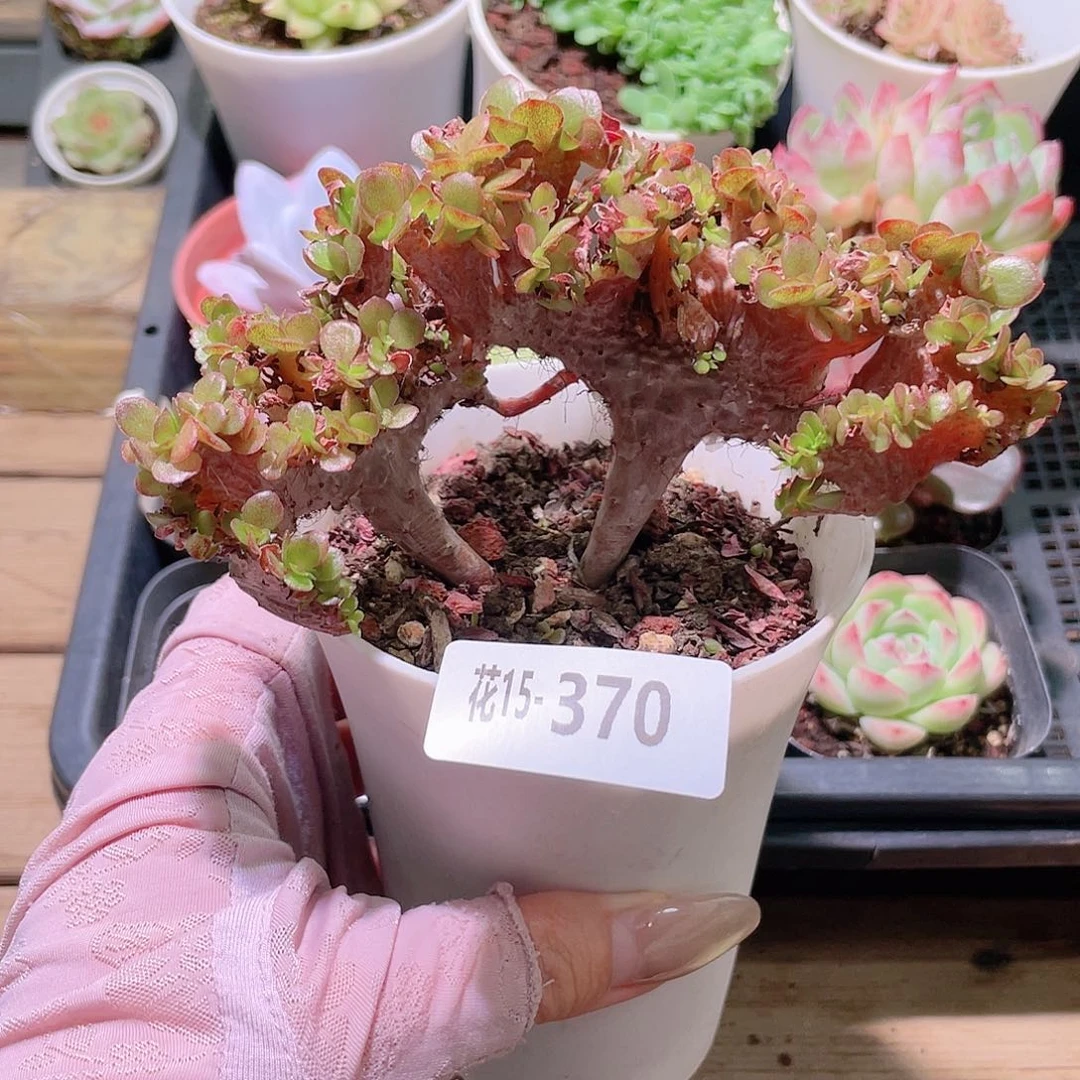 花利美15-370大叶糖果缀化