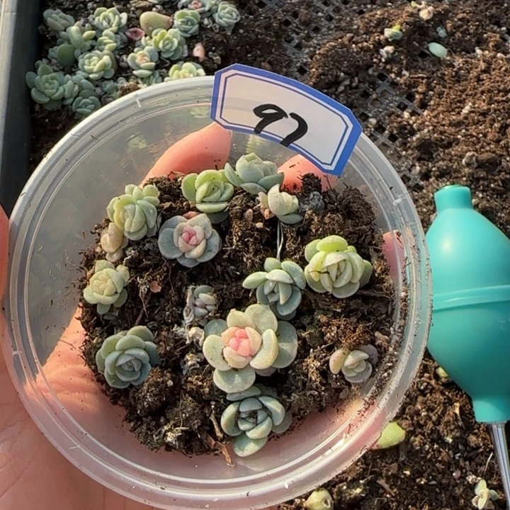 97精品白体珍妮一盘