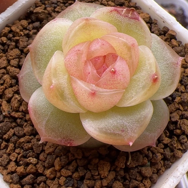 桂花酿，开播福利，一物一拍，尺寸不大介意勿拍