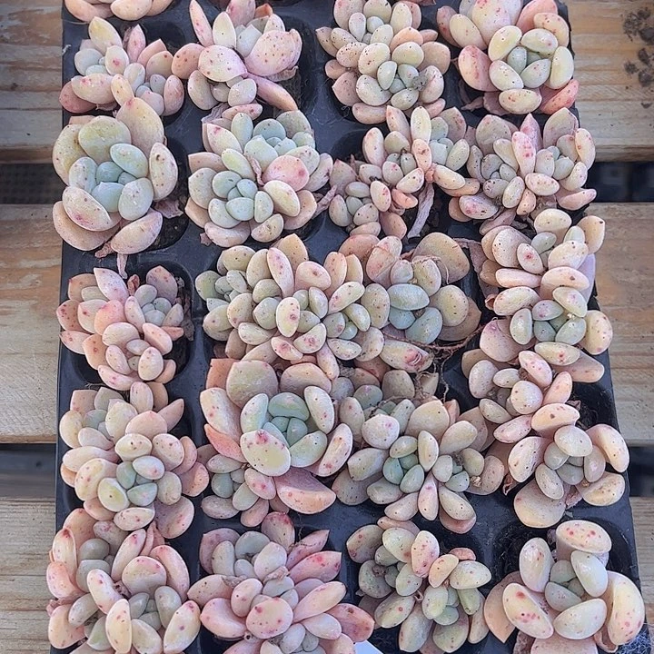 直播福利一物一拍366