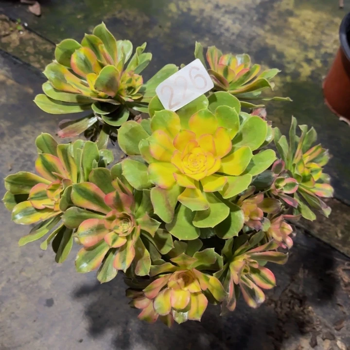 雅典娜22600000000