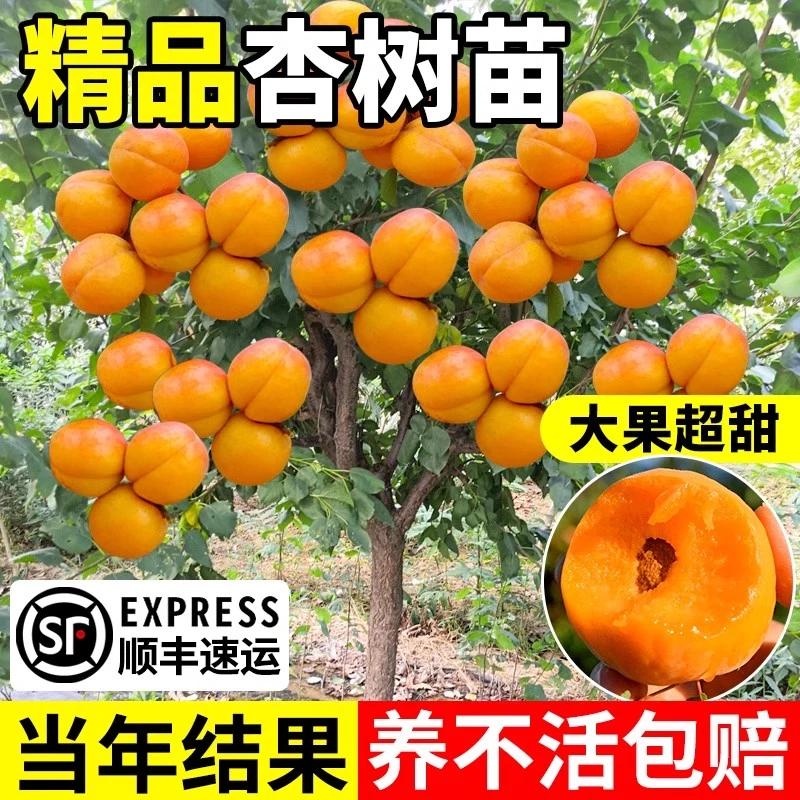 杏树苗特大早熟帝王甜杏子苗南方北方种植盆栽地栽果树苗当年结果