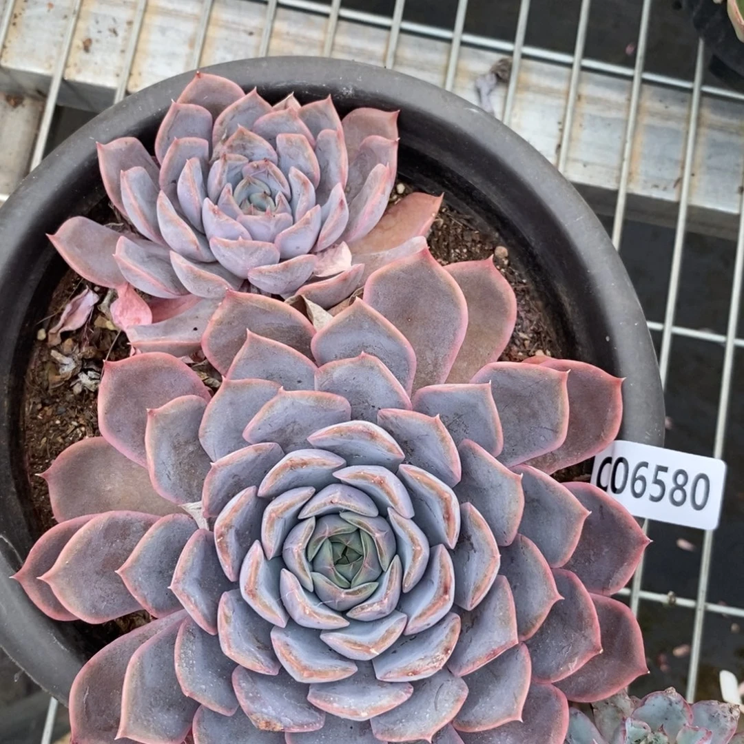 6580菲欧娜一物一拍