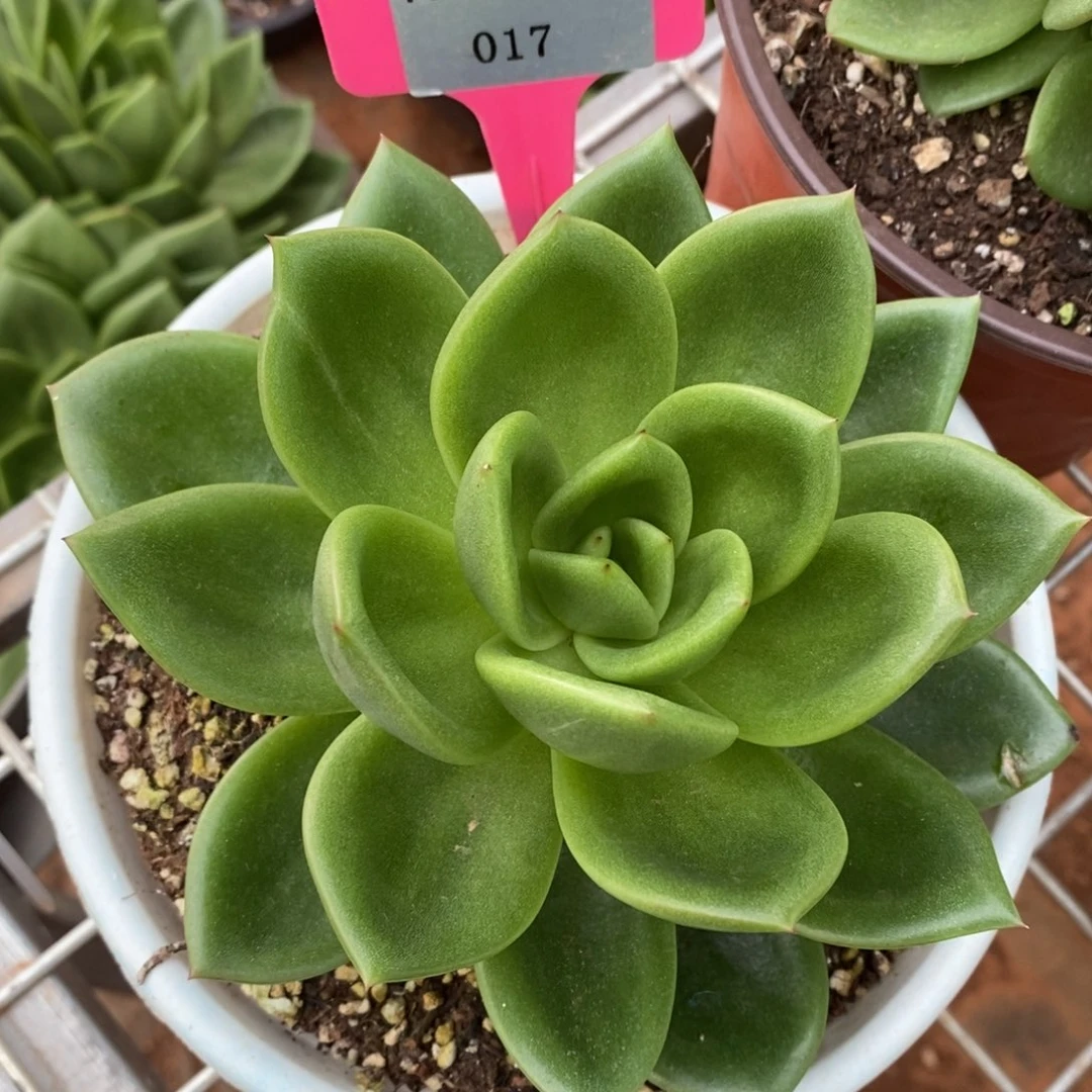 x017-多肉植物 翠花
