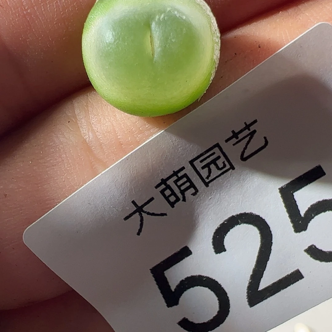 一物一拍，微瑕福利525