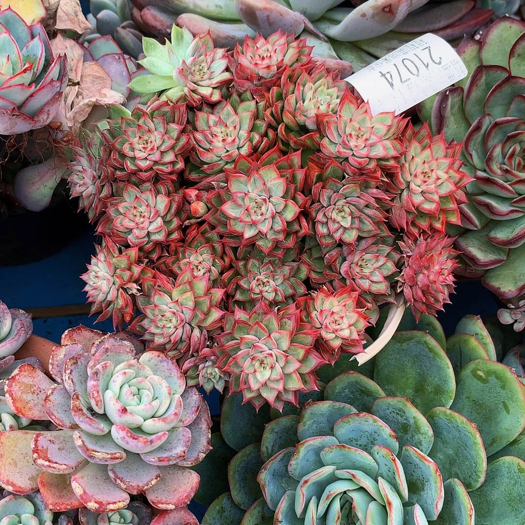 卷***卷     女厨多肉21074