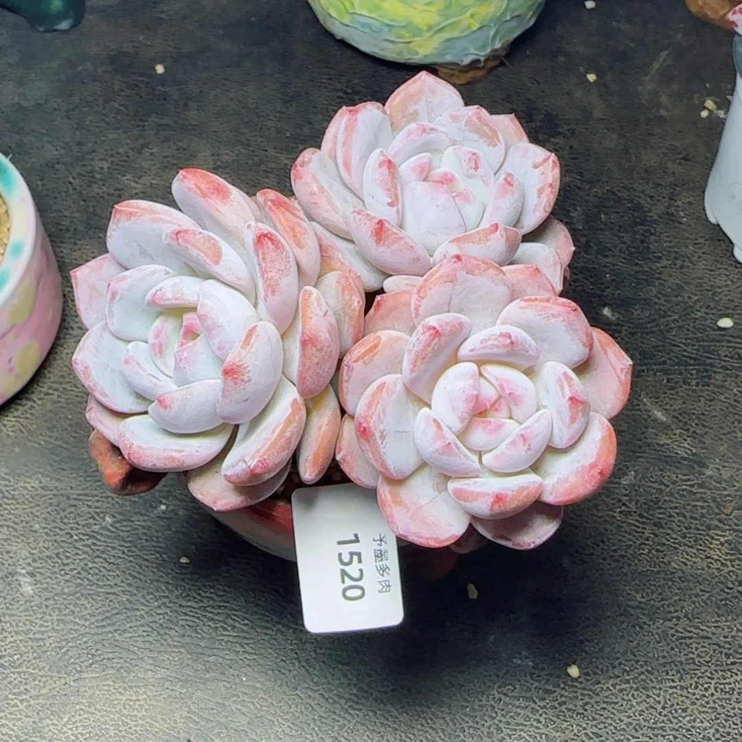 长杆星影，1520多肉植物