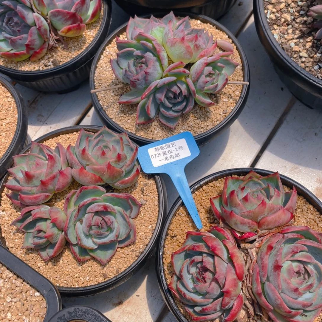 0729-2-大宽叶惊鸿仙子老桩群生一颗