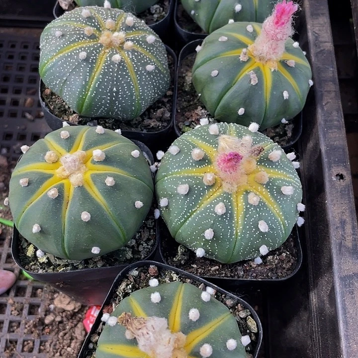 星兜锦6.8带盆土发