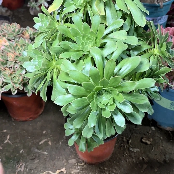 蓝*！多肉植物原始绿25