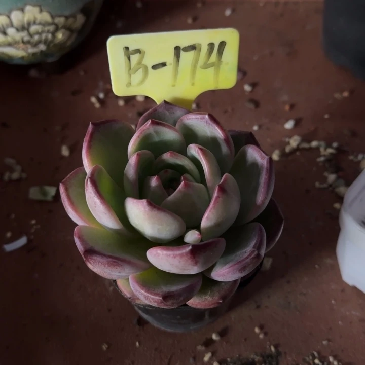 养****姨兴兴园艺。多肉植物