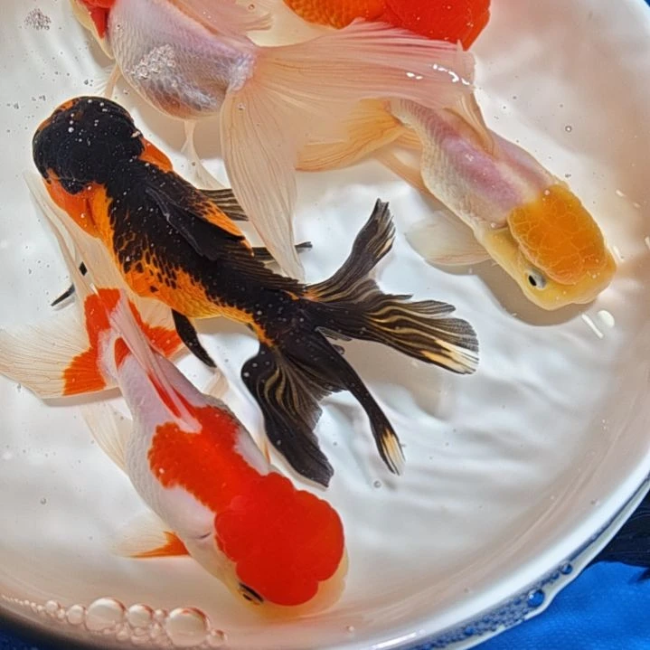集***斋海水鱼一二三四五六七八
