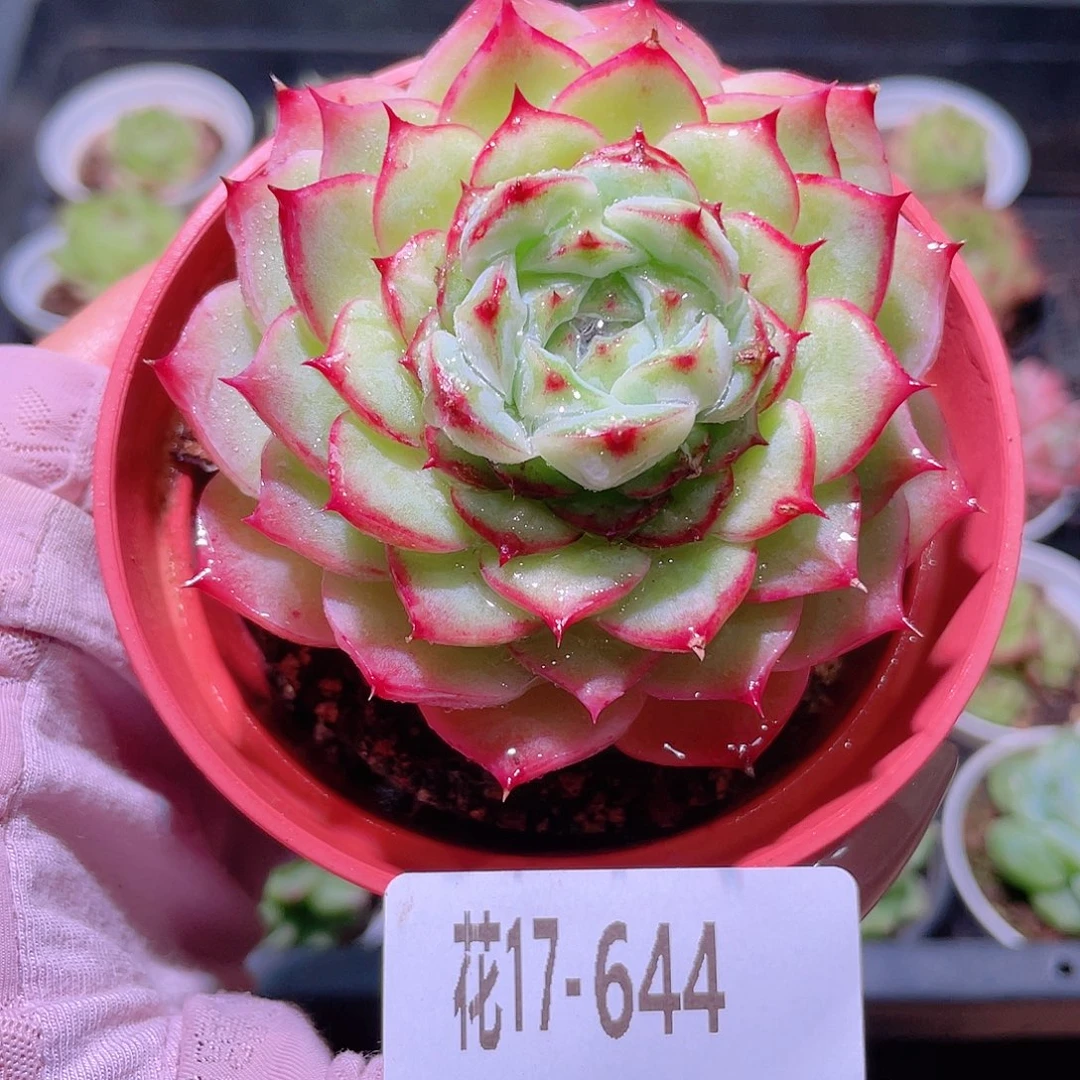 花利美17-644薄荷冰沙