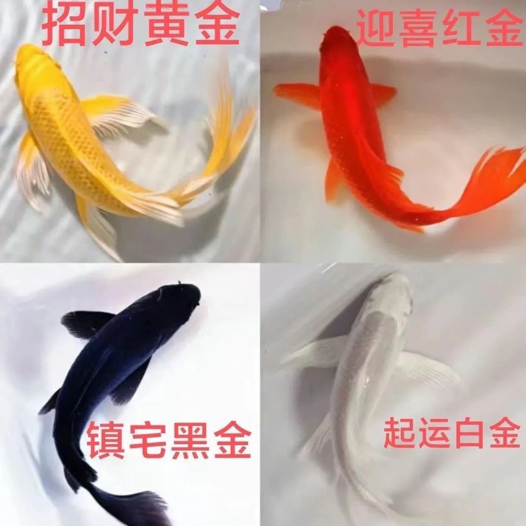 锦鲤活体观赏鱼冷水淡水鱼苗小型好养耐活金鱼