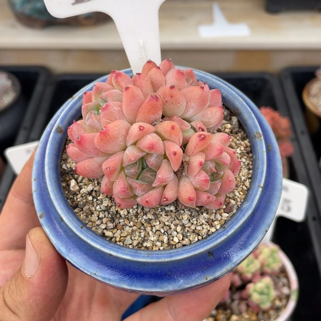 185佳人不带盆7厘米