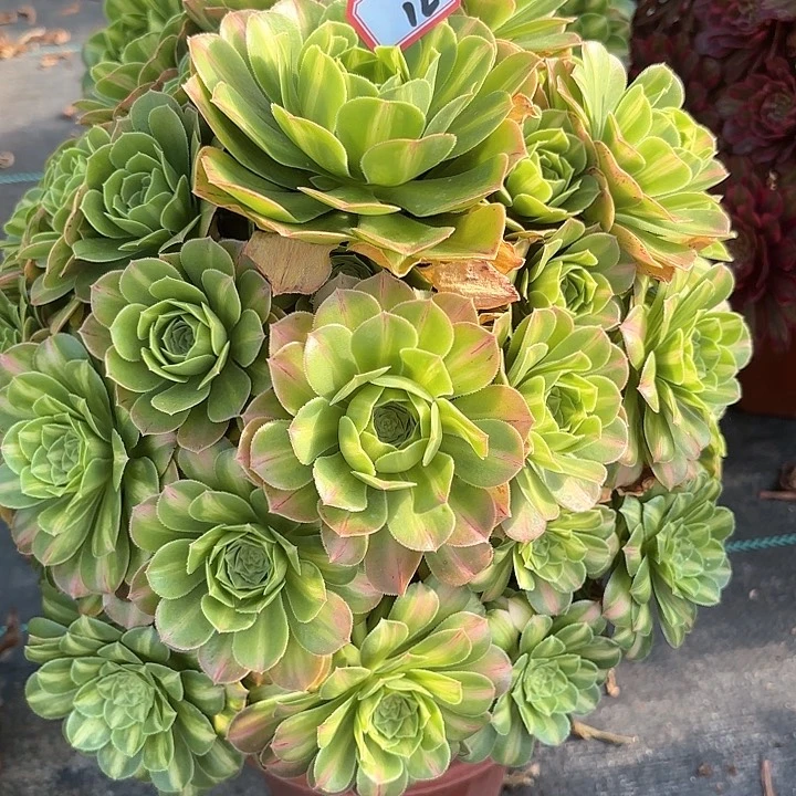 12翡翠琉璃多肉植物绿植