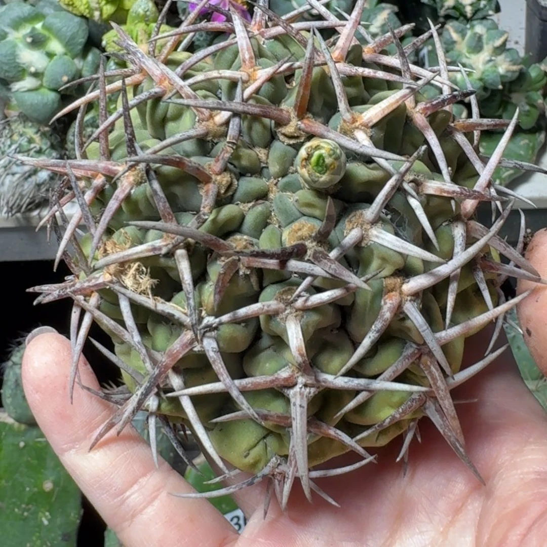 【闪购商品】无花朵自根五十零碧岩玉