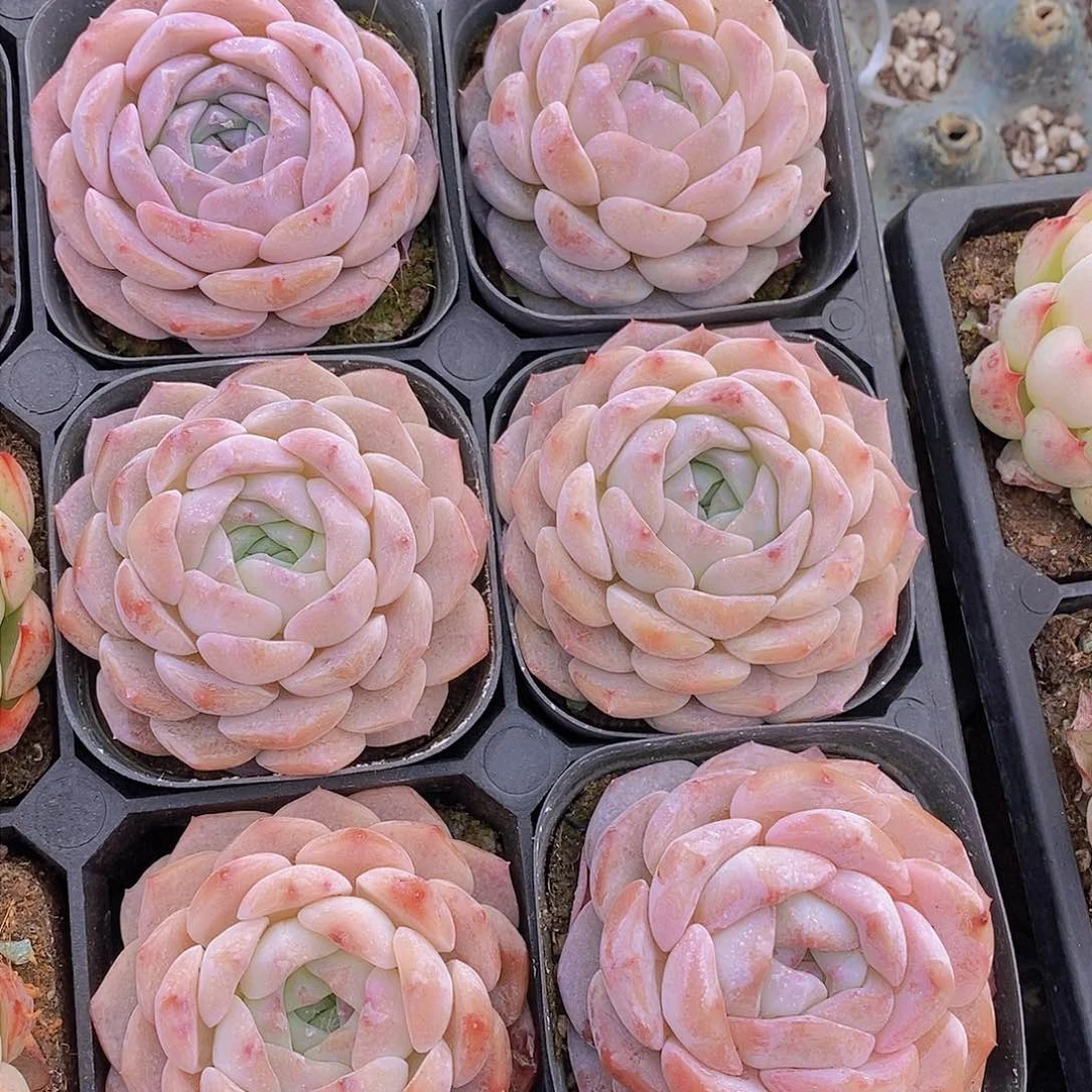 W-爱神单头一颗 量拍