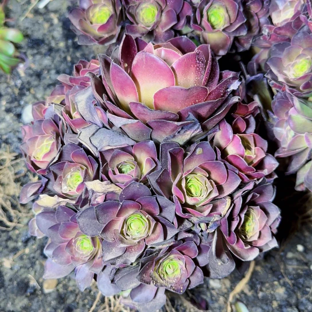 精品魅金玫瑰满20包邮