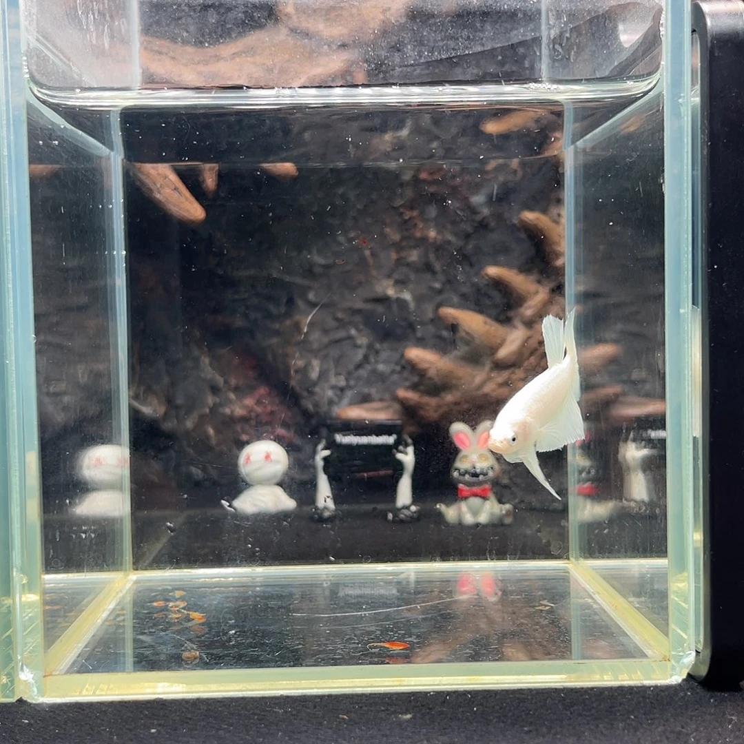 斗鱼十月五日竞价