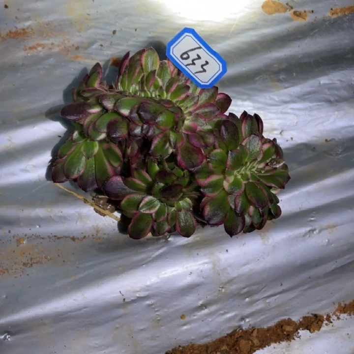 633，荔枝缀化法师