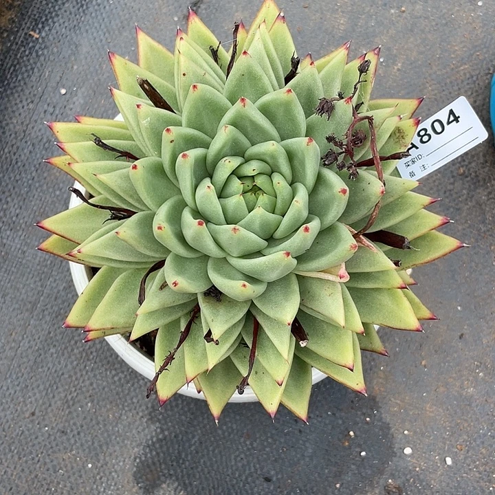 若如东云单拍A804