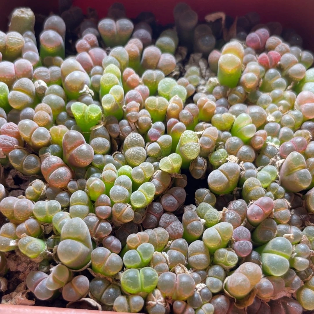 五彩风铃大盆特价～1