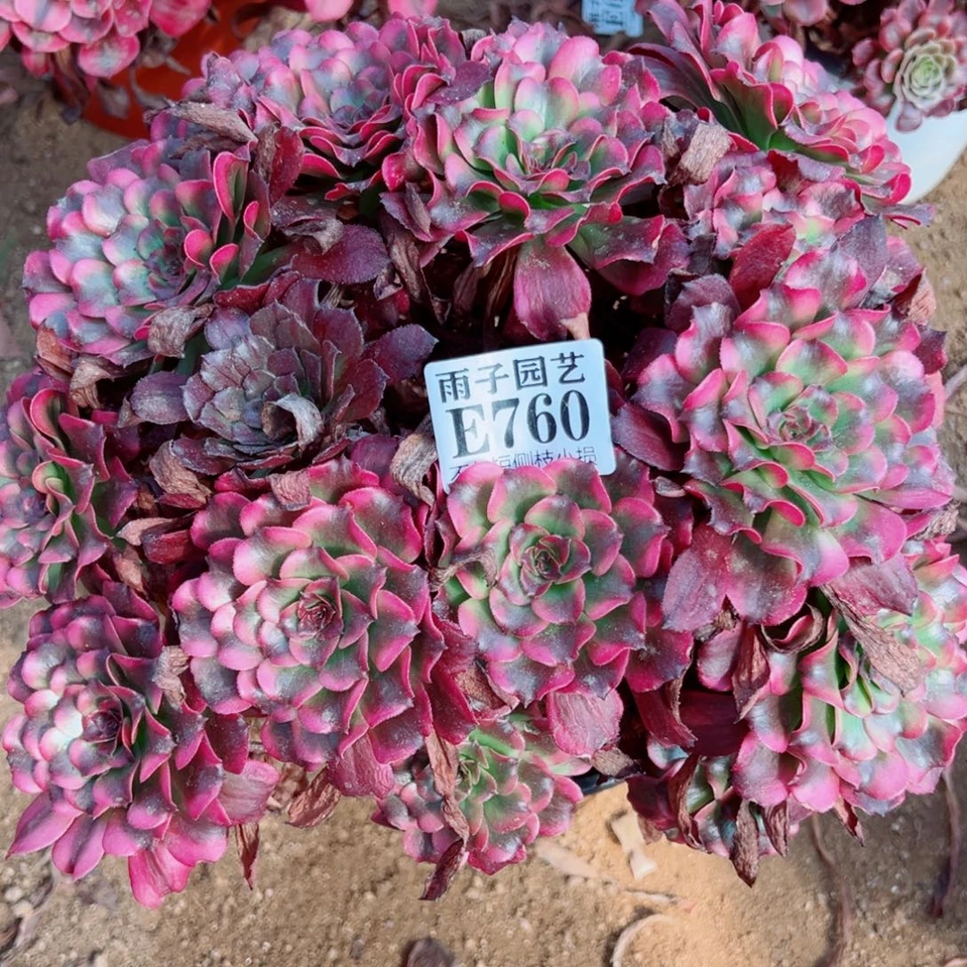 760云姬尺寸28左右