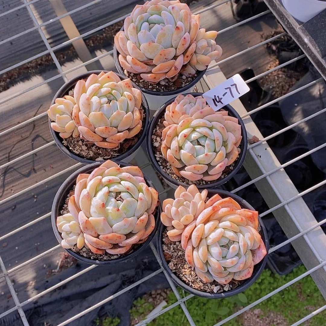 14-77- 草莓橙单头带崽福利一颗 量拍