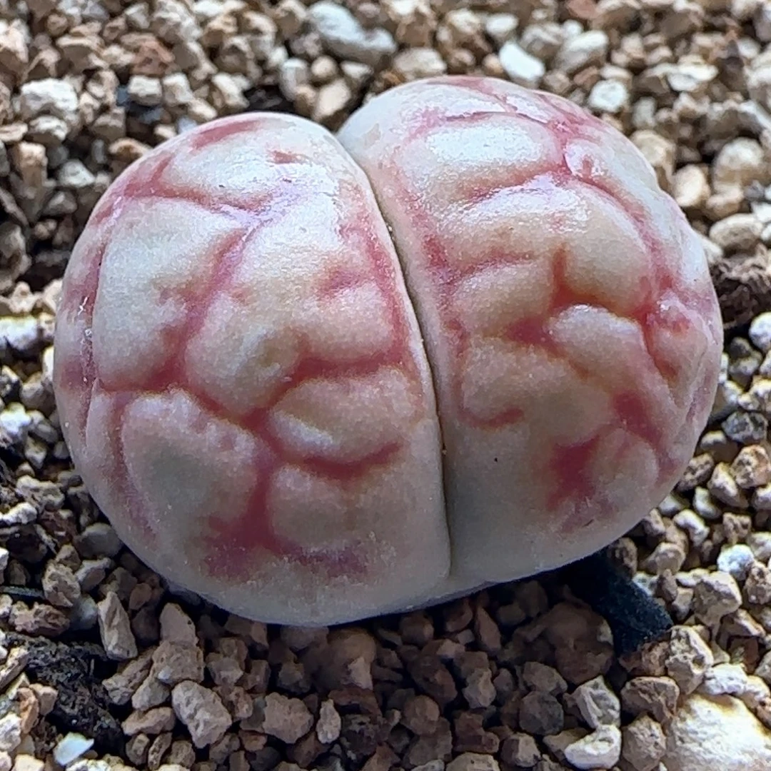 0560/女娲石/多肉植物