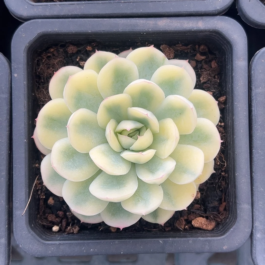 草莓冰锦 婕宝一物一拍