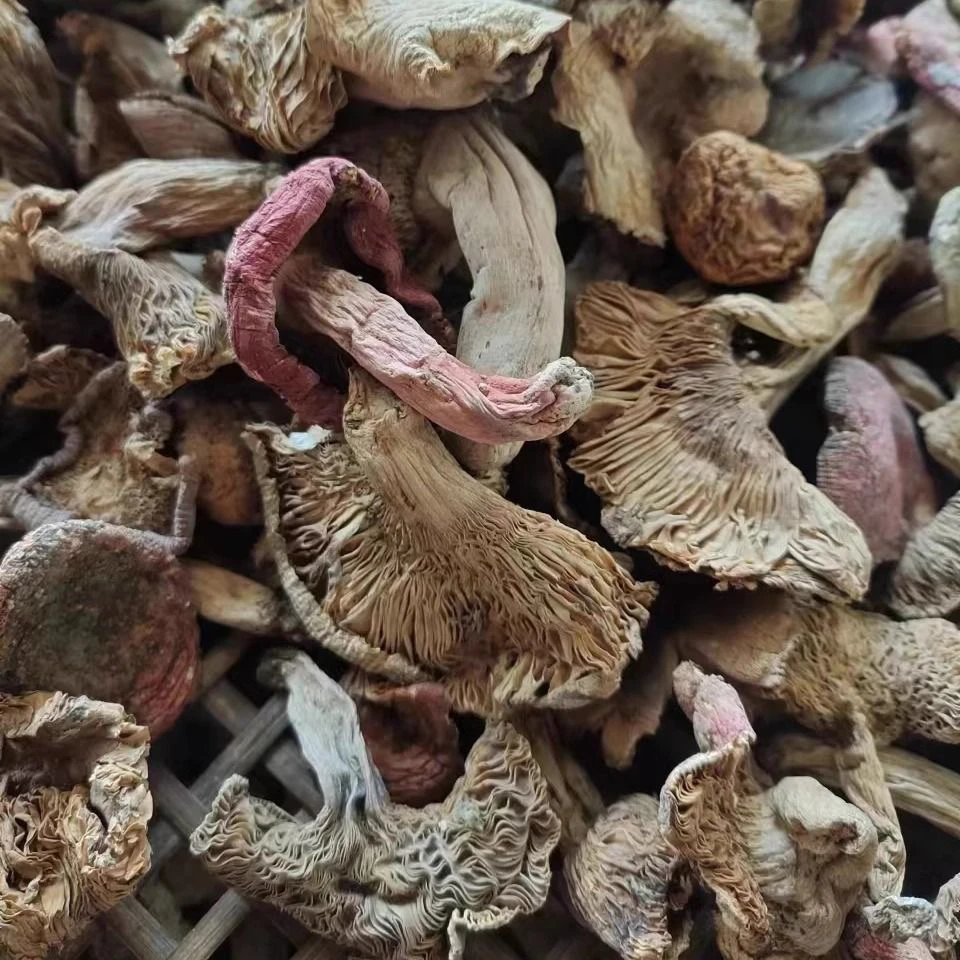干菌子美味纯野生顺丰包邮