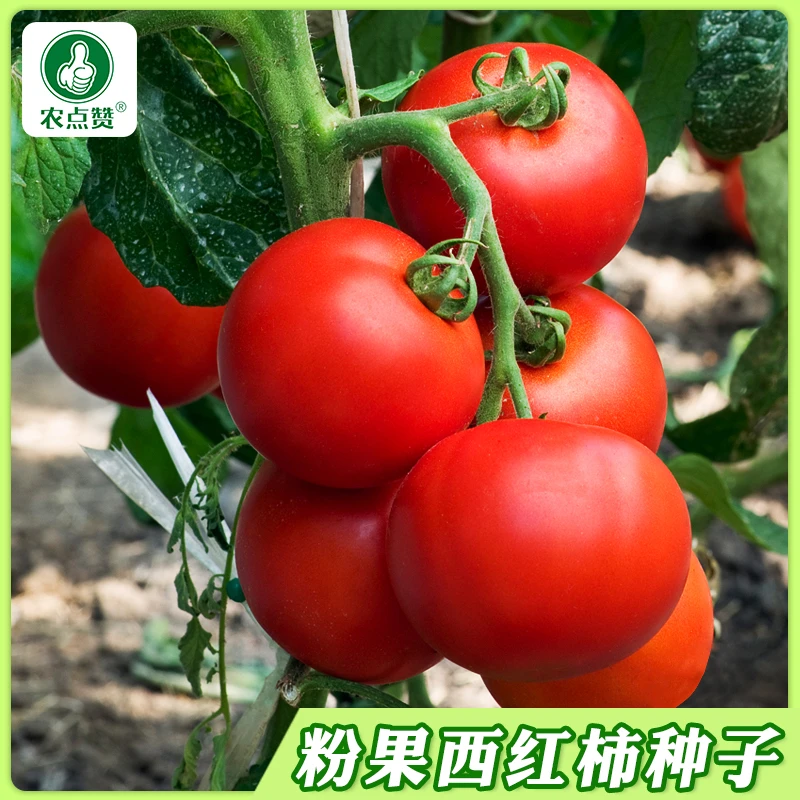 【沙瓤番茄种子】老品种毛粉番茄大红粉西红柿四季阳台菜园蔬菜种子
