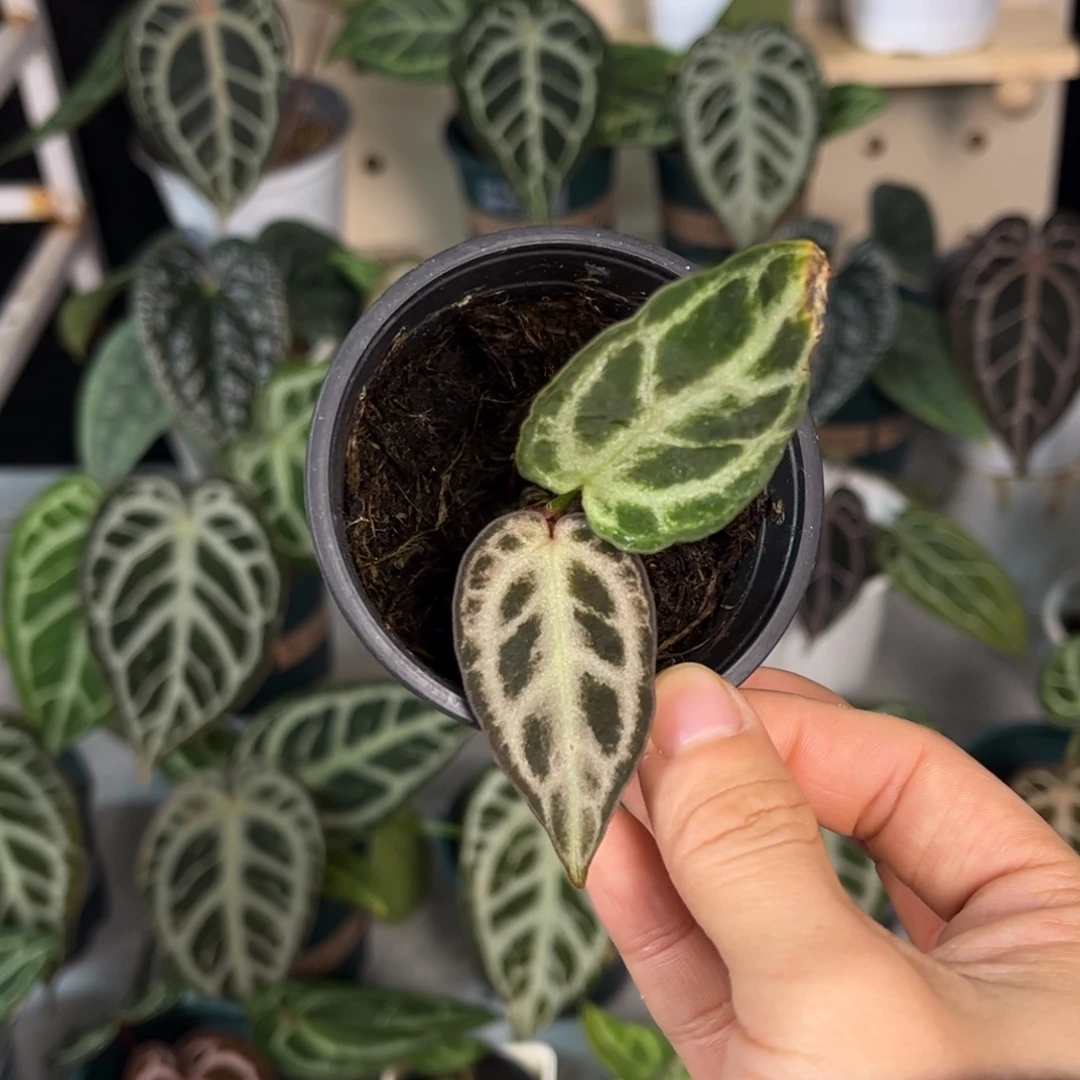 无花朵035 黑刷子杂红水晶