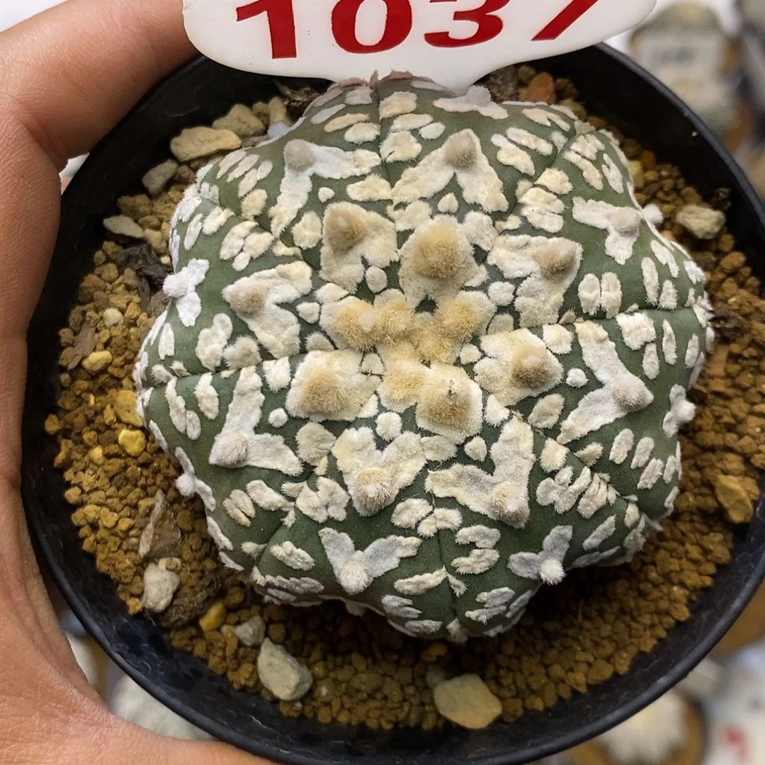 1037福利特价来了哦亲