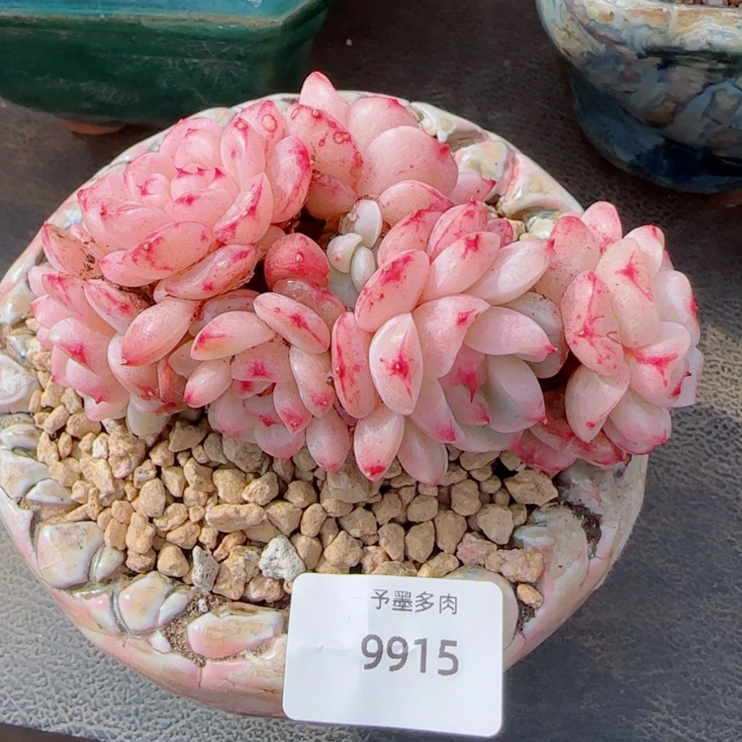 白底天鹅绒，9915多肉植物