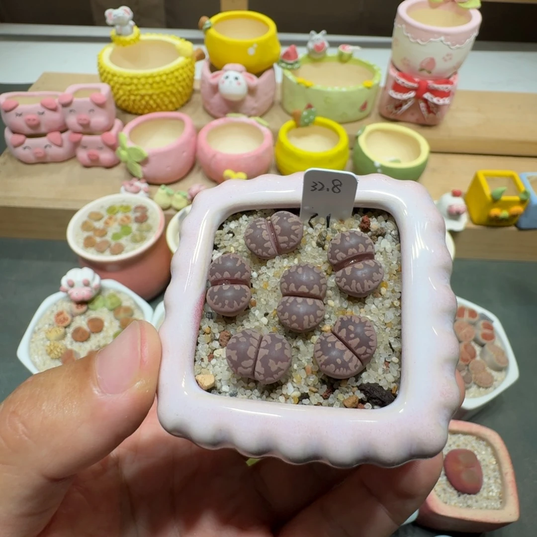 蘑菇210紫牙彩拼彩拼