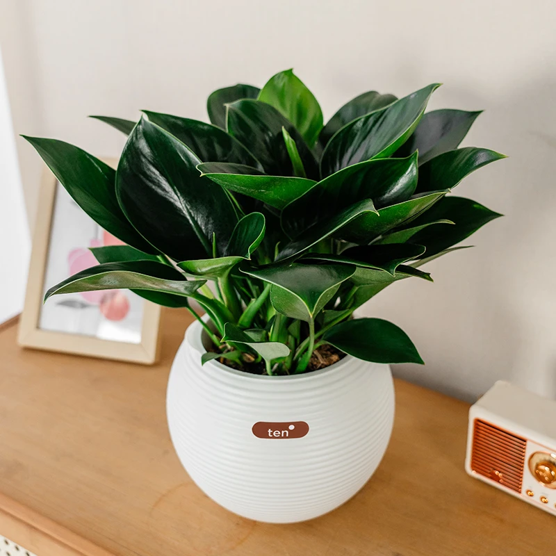 金钻水培绿植办公室桌面植物吸甲醛室内客厅花卉盆栽四季好养