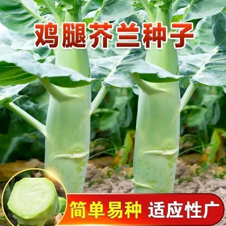 四季种植甜脆鸡腿芥兰种子广东粗条芥蓝种籽高产春秋季阳蔬菜种子