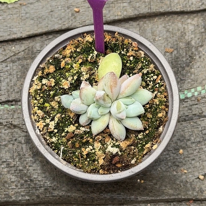 多肉植物波光群802